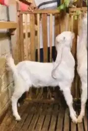 sepasang bakalan kambing etawa senduro 6-7 bln siap ternak budidaya ok