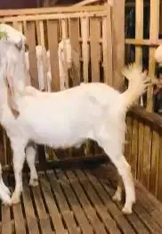 sepasang bakalan kambing etawa senduro 6-7 bln siap ternak budidaya ok