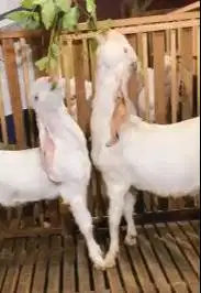 sepasang bakalan kambing etawa senduro 6-7 bln siap ternak budidaya ok