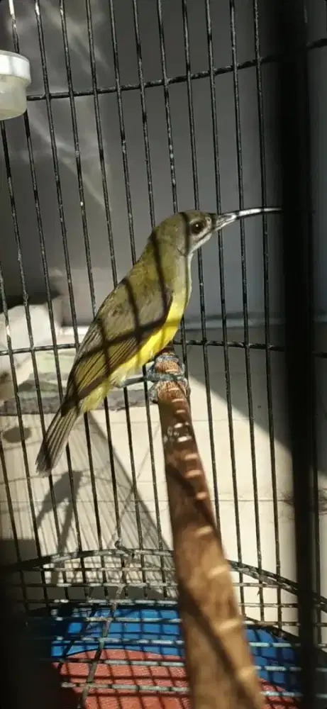 Burung kolibri pijantung pisang