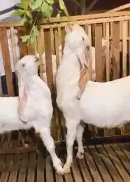 sepasang bakalan kambing etawa senduro 6-7 bln TB 65-70cm siap ternak