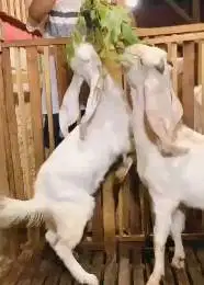 sepasang bakalan kambing etawa senduro 6-7 bln TB 65-70cm siap ternak