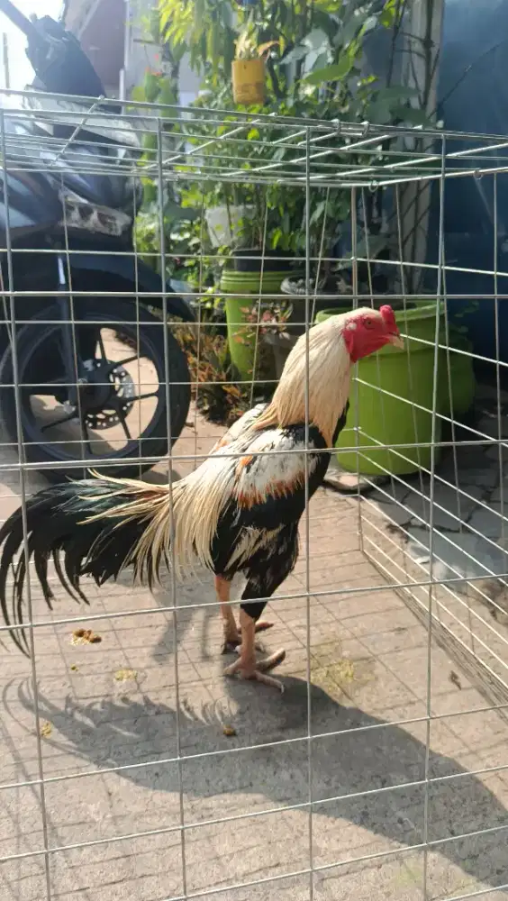 AYAM BK KLASIK X MANGON USIA 8 BULAN