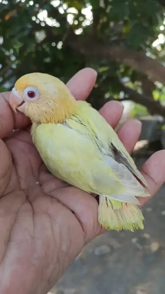 Lolohan  lovebird  biola pb pf