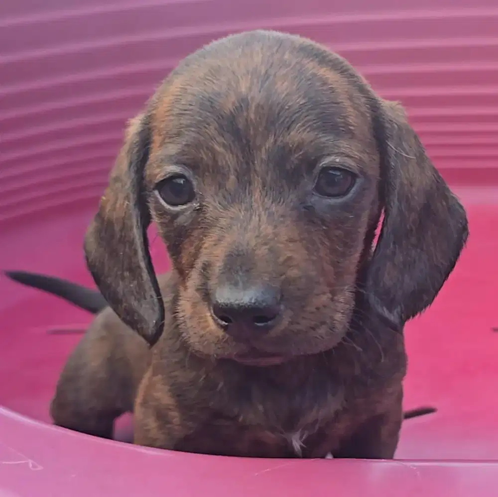 Puppy Anak Anjing Dachshund Sosis Tekel Warna Unik Bogor Kota