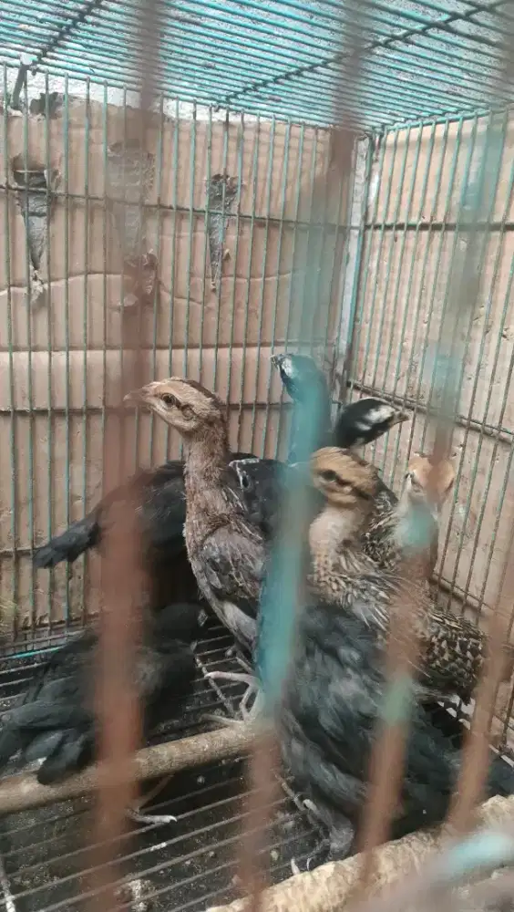 Anakan ayam bekisar umur 1.5 bulanan
