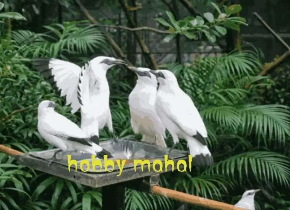 Burung jalak mata biru serti resmi Aviary sultan lambang kemewahan