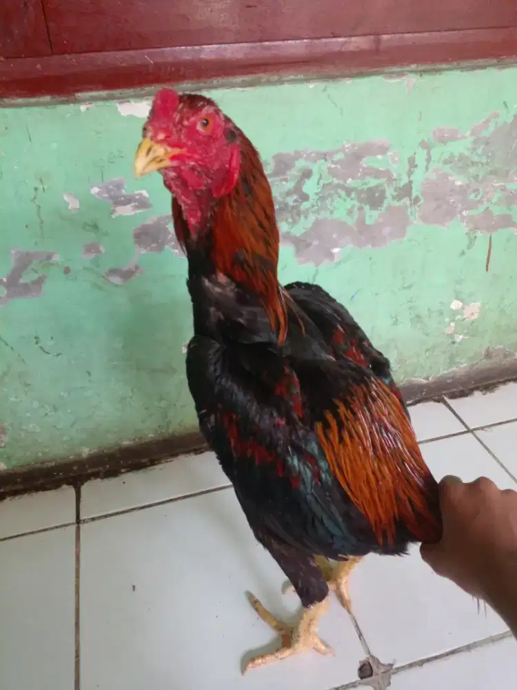 Jual ayam bangkok