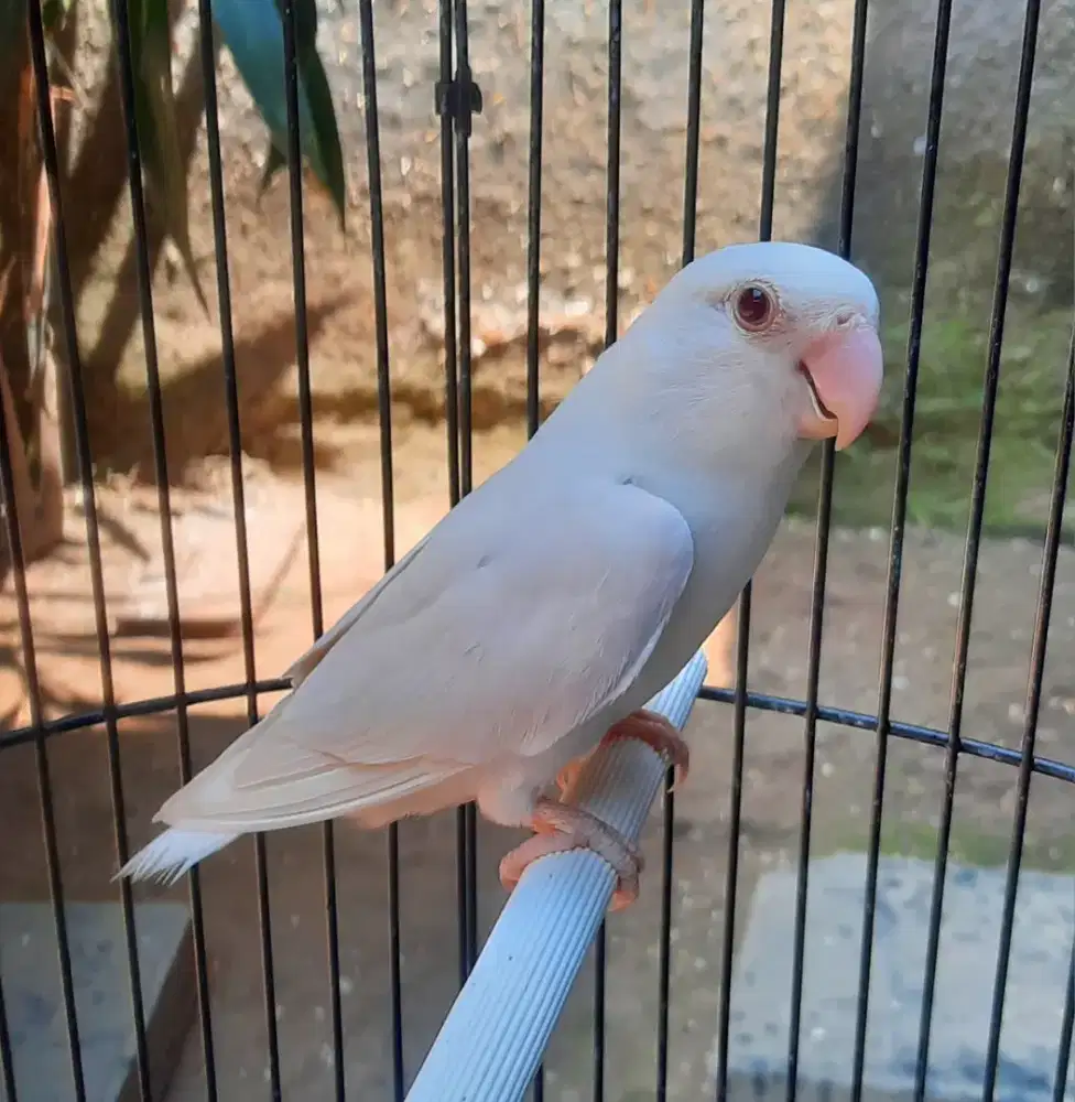 Lovebird Albino Mata Merah NonKlep