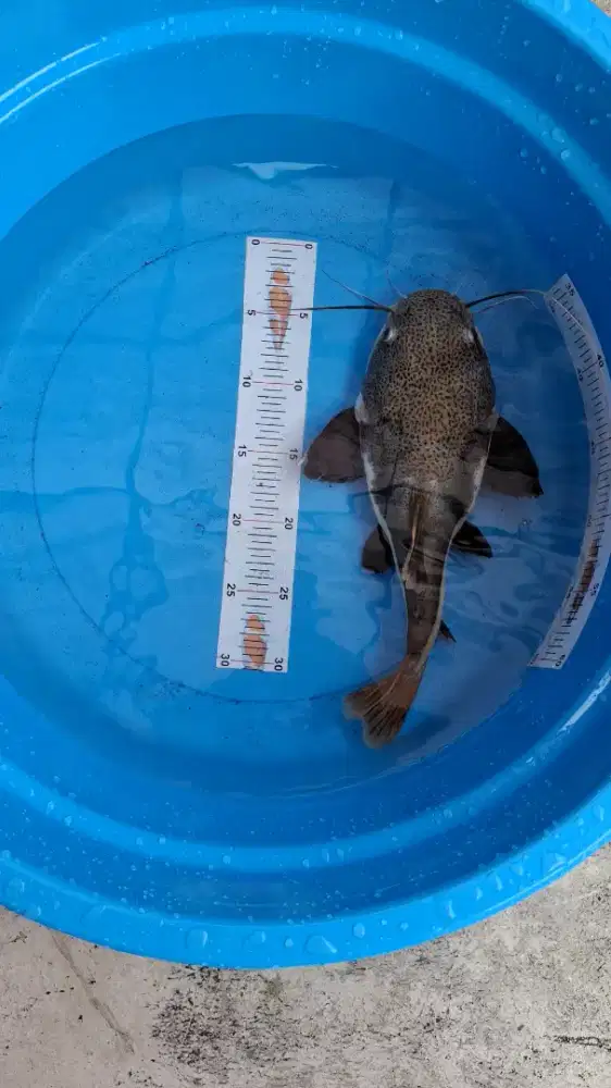 Ikan RTC SSB 30cm