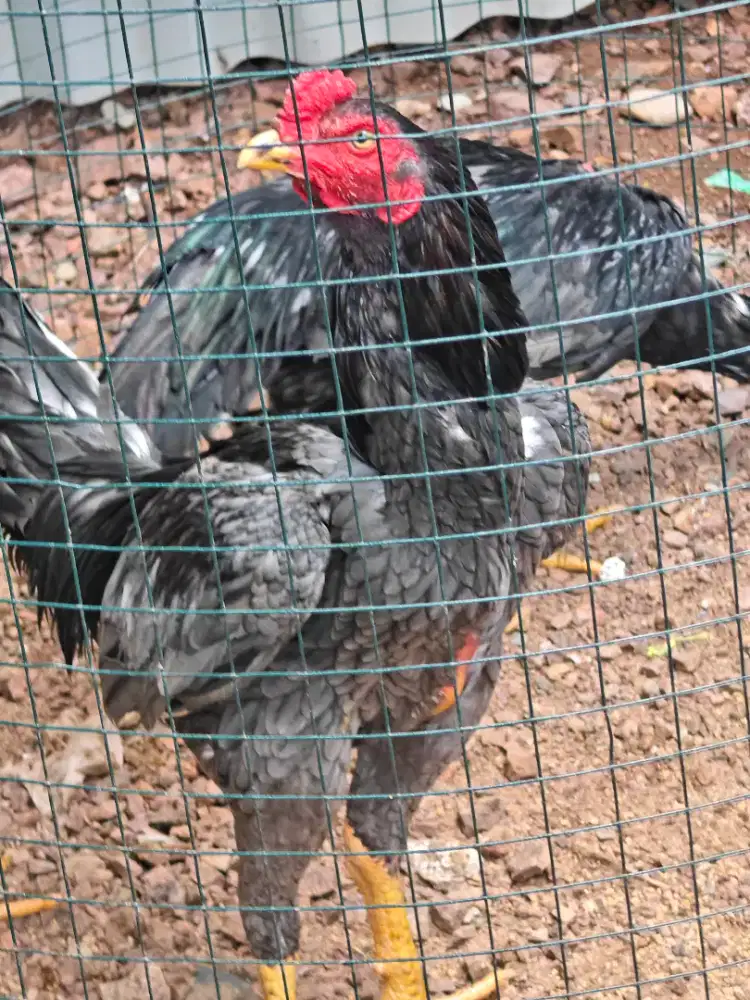 Jual ayam jago remaja 2 ekor peranakan pakhoy/mangon