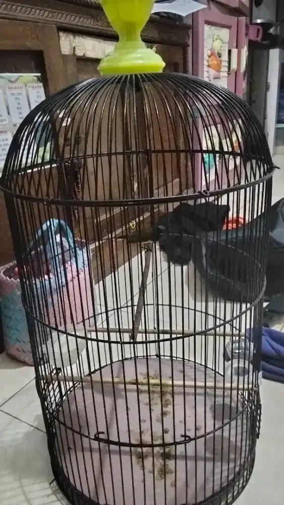 Burung kuning jarang bunyi