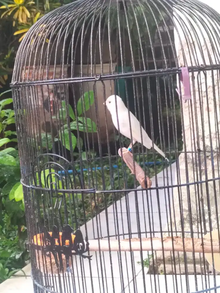 Kenari putih paud (burja)