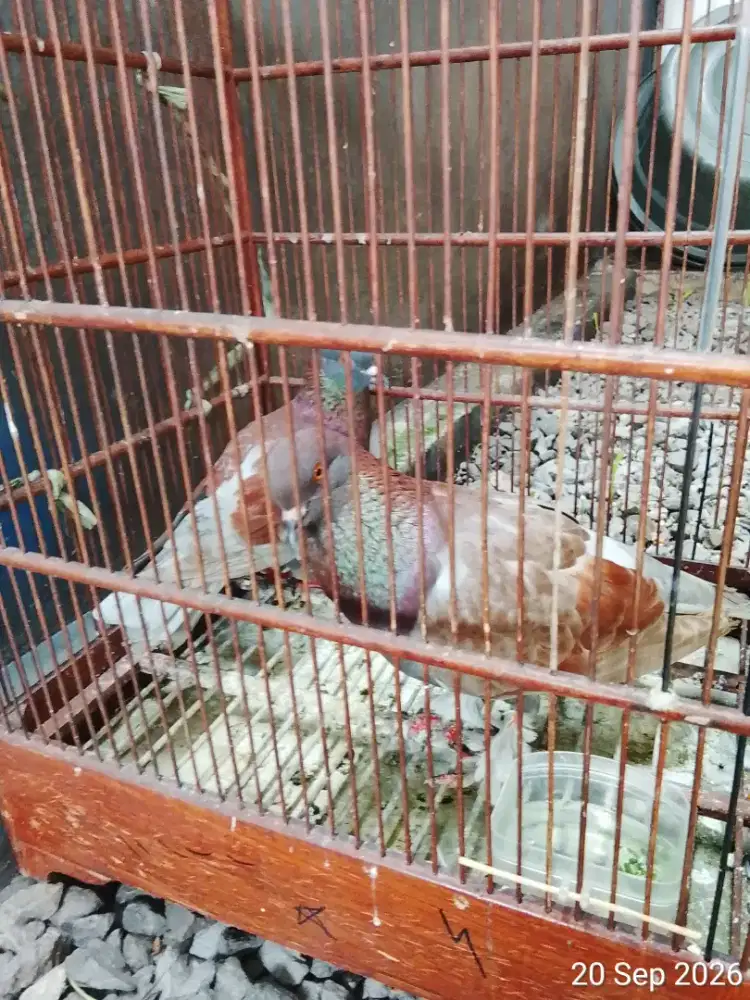 Merpati Coklat Brorok Giring Depok