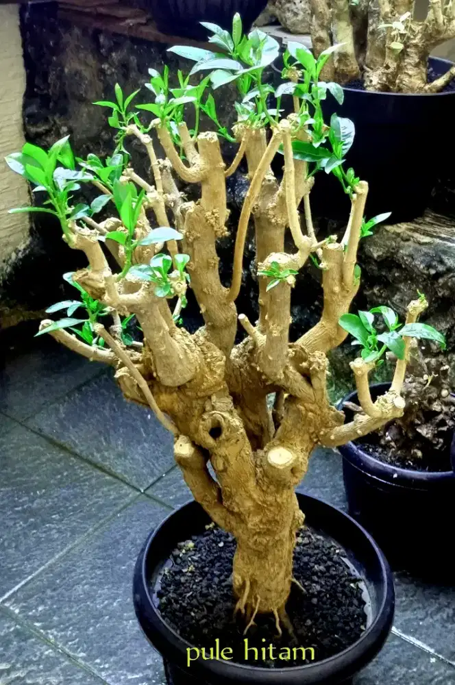 Pohon pule hitam