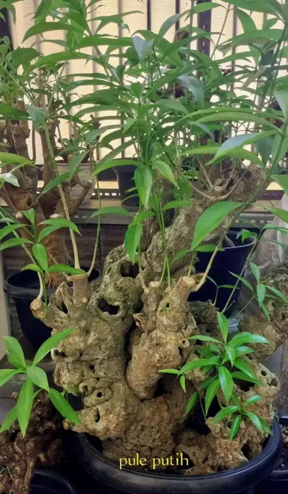 Bonsai pule putih jumbo