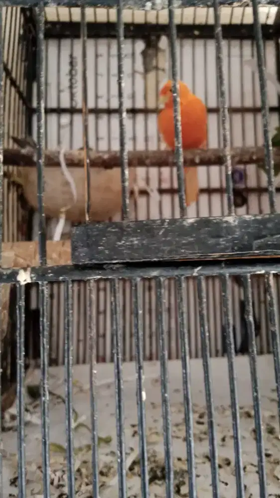 burung kenari sepasang udah angrem nego dilokasi