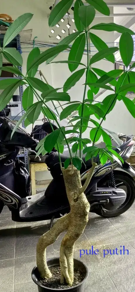 Bonsai pule putih