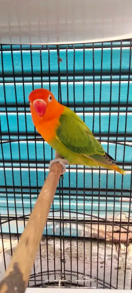 Lovebird biola jantan 2,5 bulan