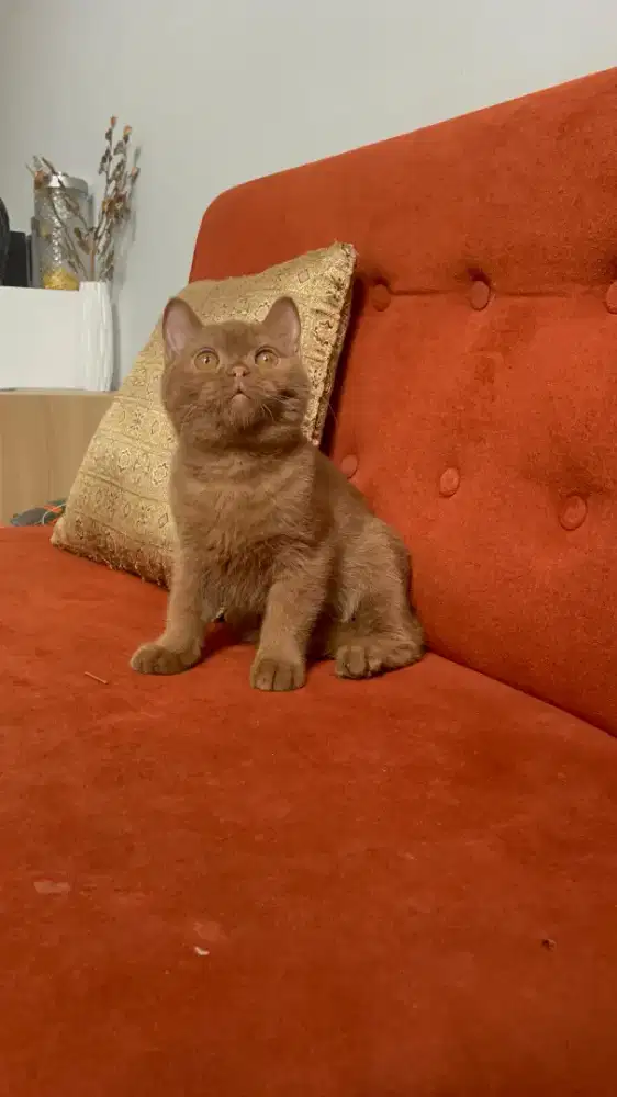 BSH Cinamon Ped WCF Male
