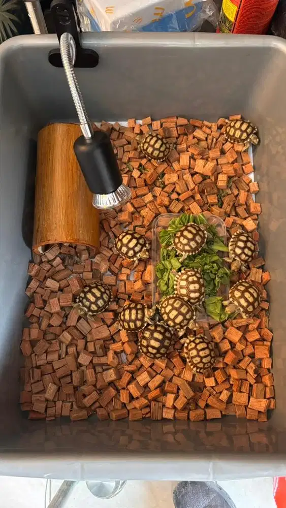 sulcata ukuran 5-6cm