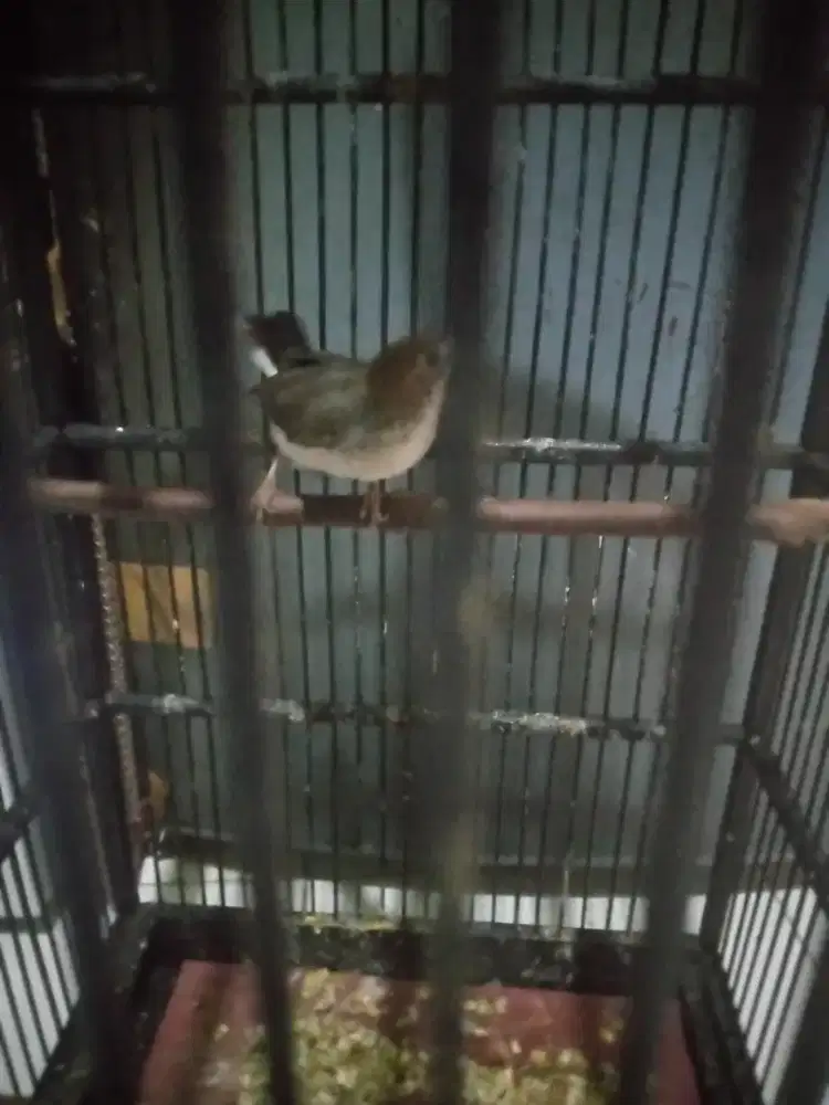 Burung Yuhina Jantan