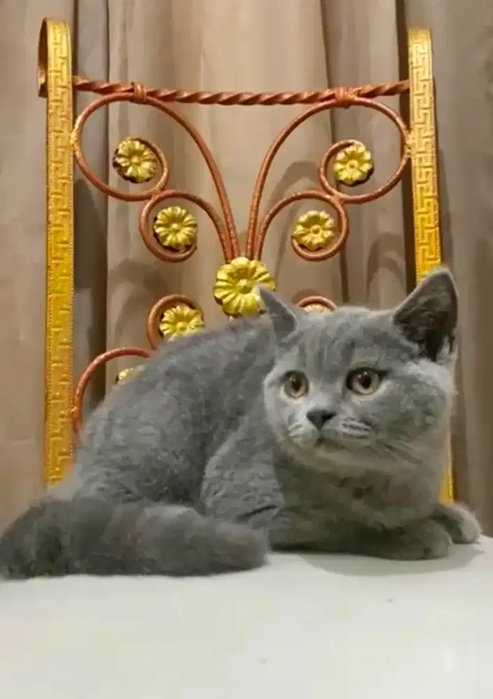 BSH British shorthair