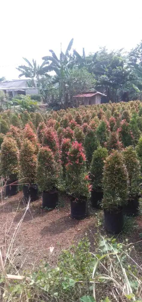 Pohon pucuk merah