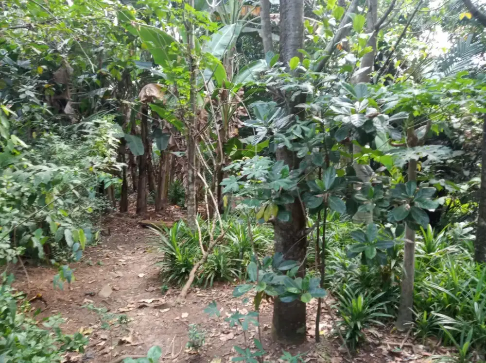 Dijual Tanah kebun dekat GDC Depok Jabar