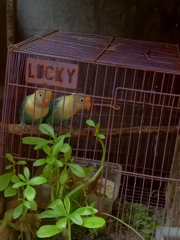 Lovebird PB 1 Pasang