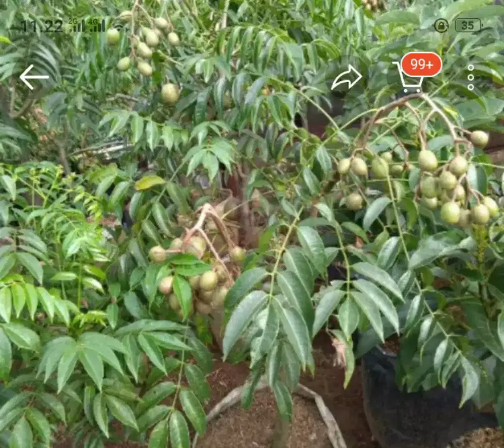 Pohon buah kedongdong