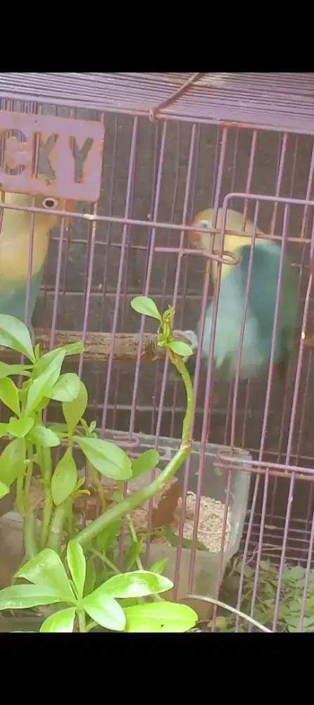 Lovebird Gestang Warna Cantik