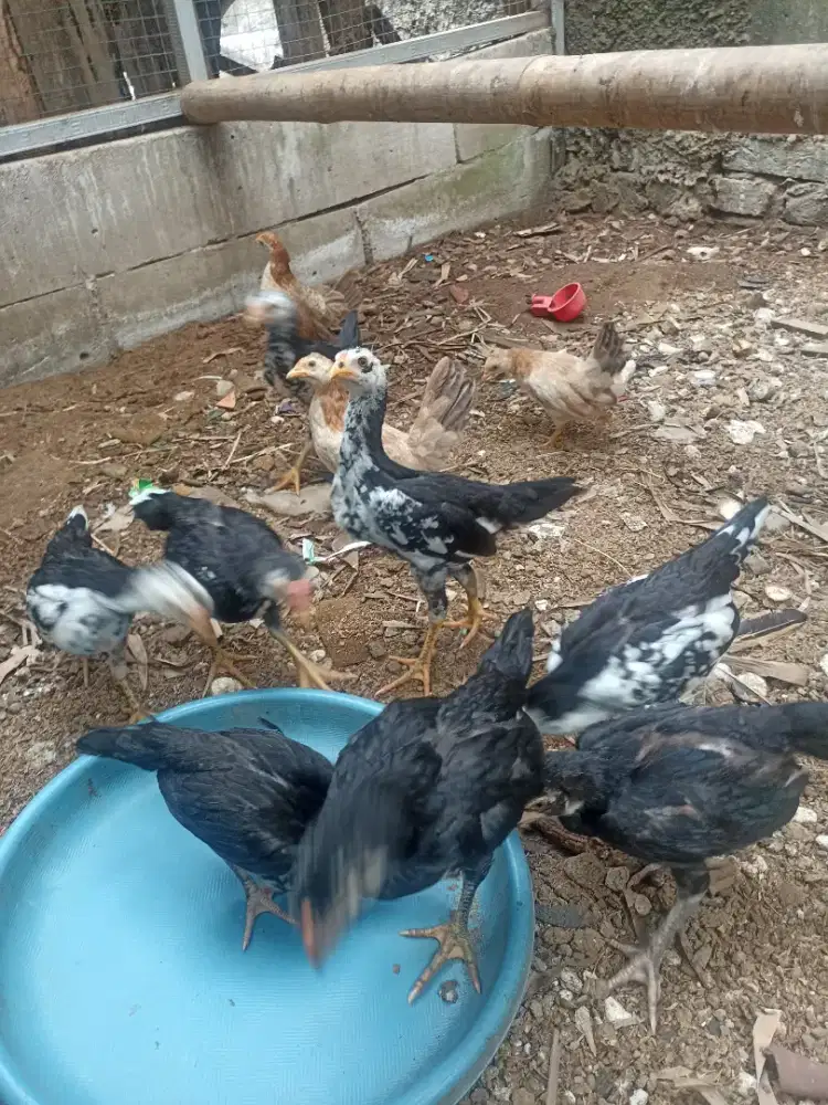 Anak ayam Bangkok x Birma