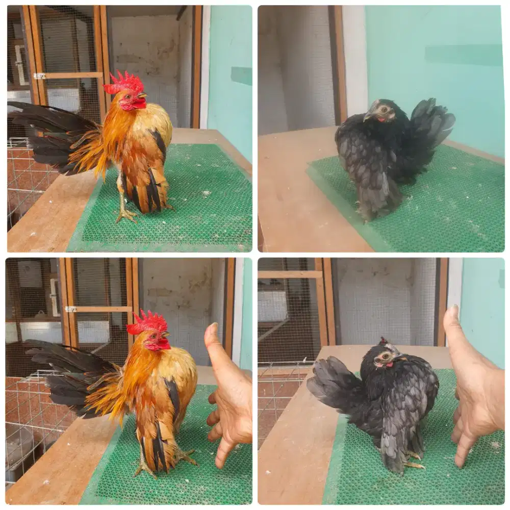 Sepasang serama selam