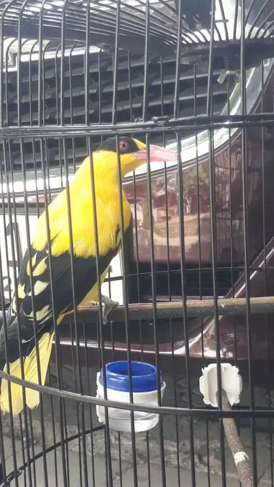 burung kepodang sumbawa gacor kaki uda nyisik