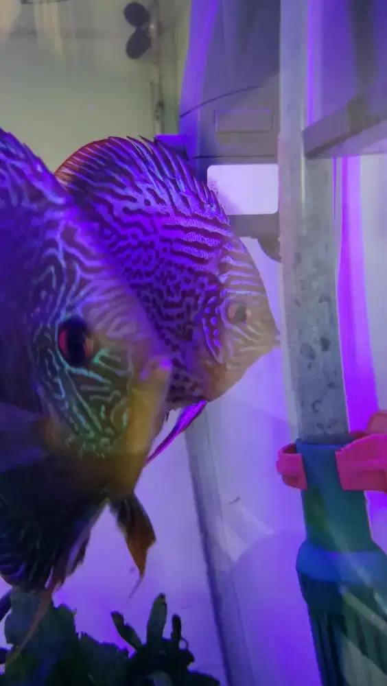 Sepasang ikan discus