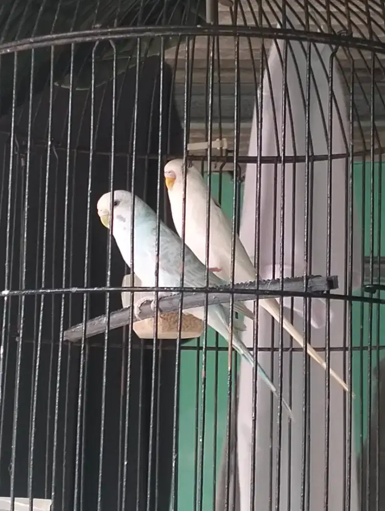 Burung parkit biru putih
