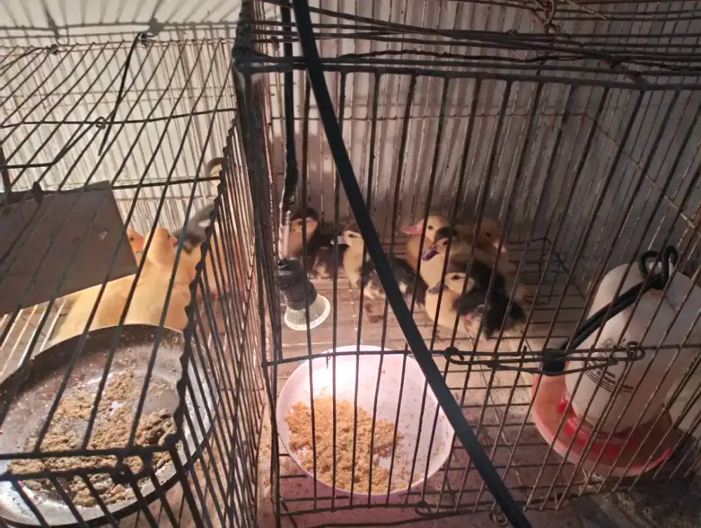Anak entok usia 10 hari.borong