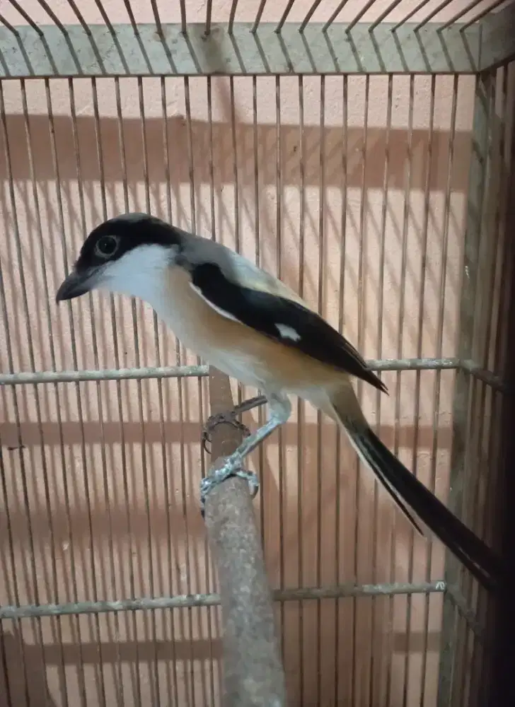 Burung Pentet cendet  jatim rajin bunyi masteran murai