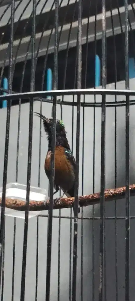 Konin kolibri ninja