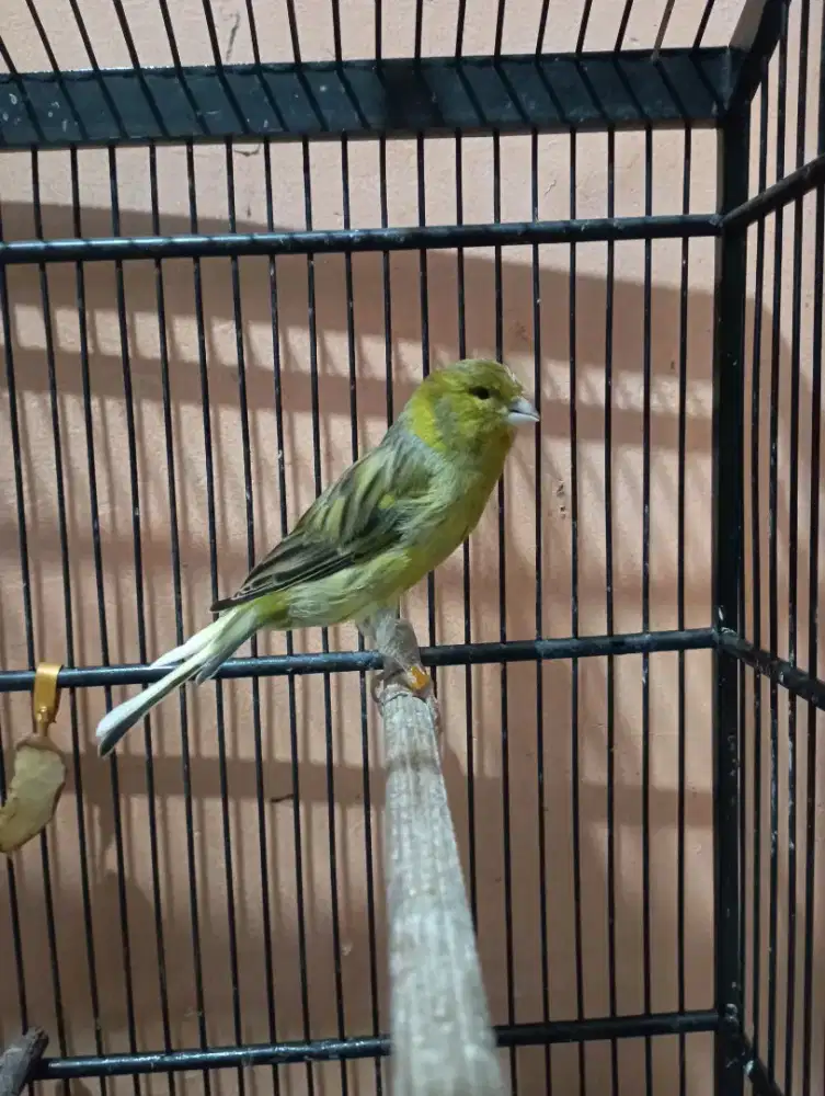 Burung kenari AFS big gacor