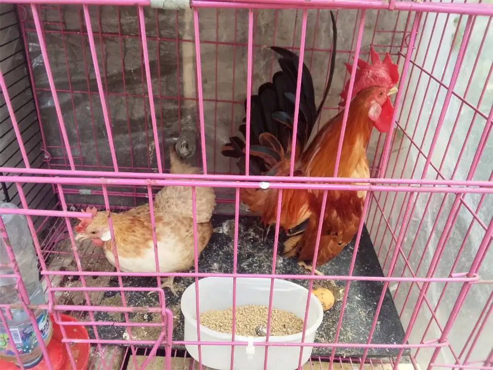 ayam kate sepasang