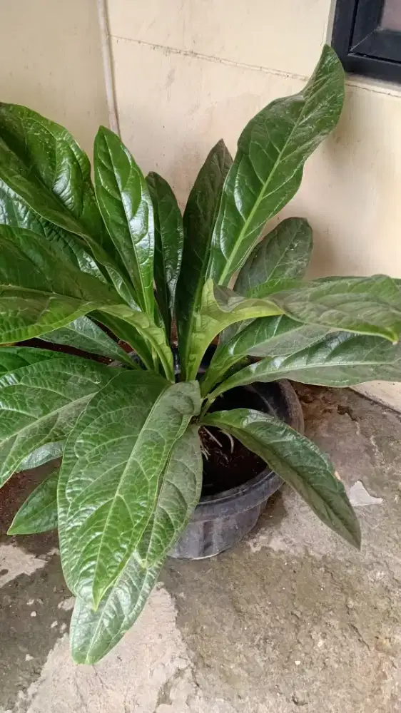 Jual anthurium hookeri
