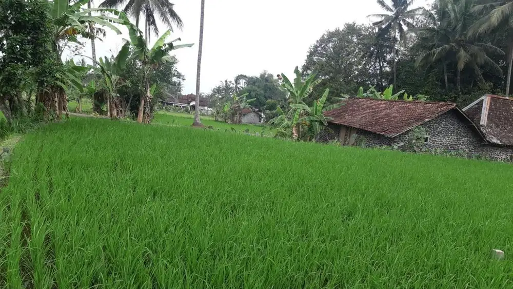Tanah kebun dan sawah