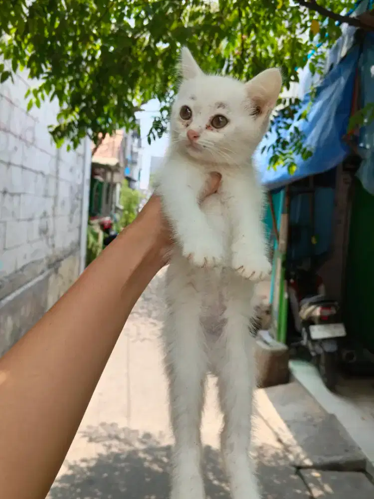 Kitten Persia/Kitten/Persia/Persia Medium/Flatnose/Exotic
