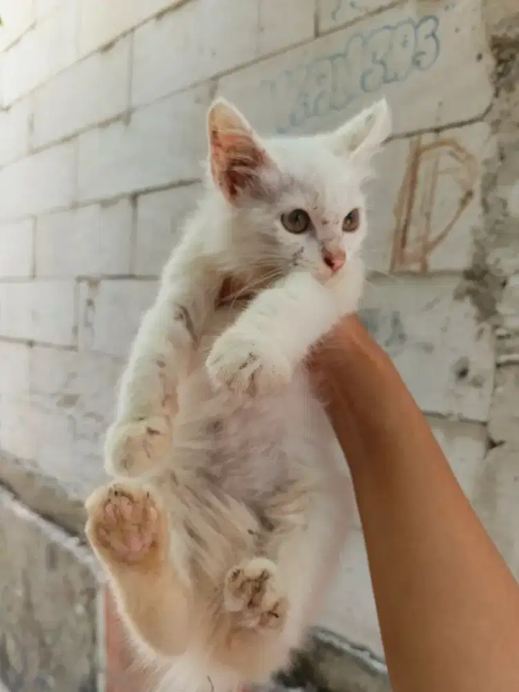 Kitten/Persia/Kitten Persia/Persia Longhair