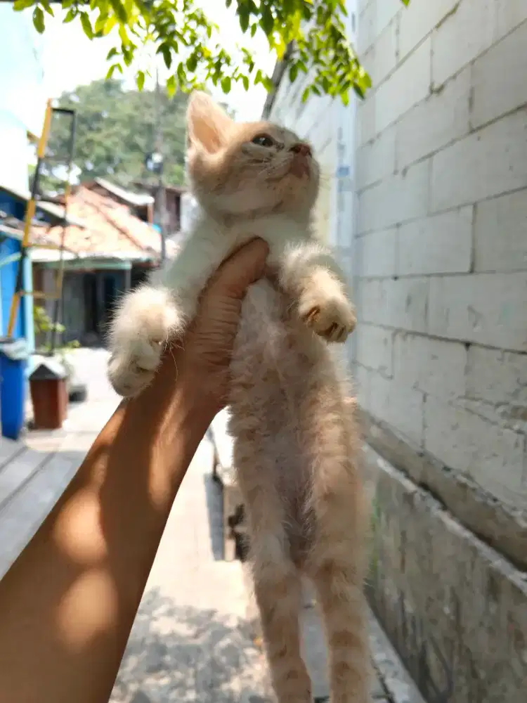 Kitten Persia/Persia/Longhair/Kitten/Exotic