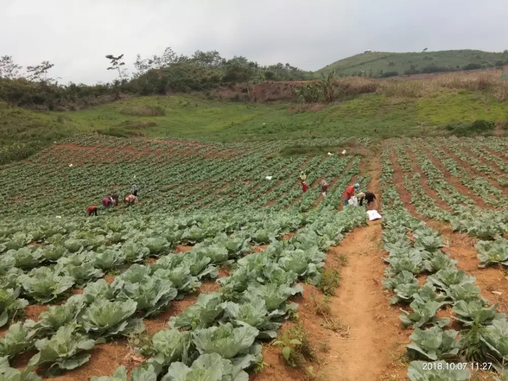 Sangat Murah Tanah dijual di Cibinong Cianjur selatan