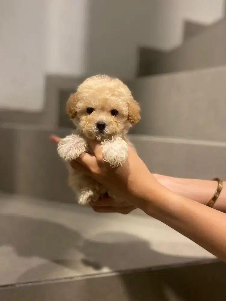 Tiny poodle betina cakep banget