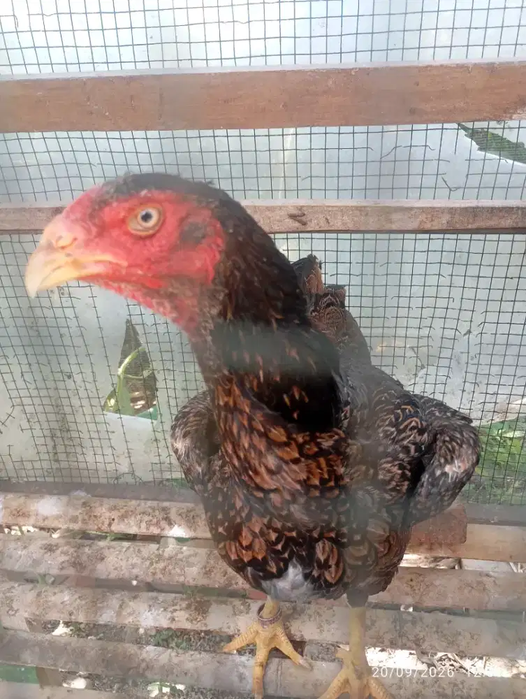 Betina Shamo Ori.